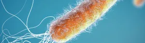 Bacteria
