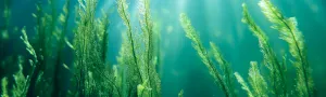 Algae