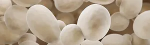 Yeasts