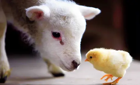 Poultry and Livestock Farming